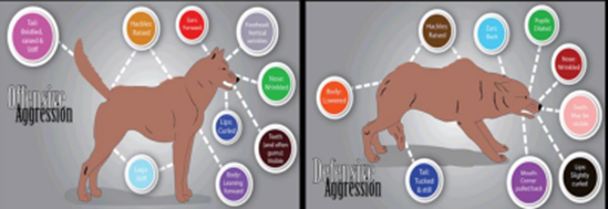 Understanding Canine Aggression - Wise Woofs