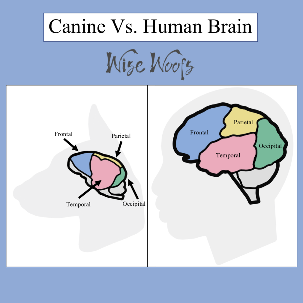 Canine vs. Human Brain - Wise Woofs